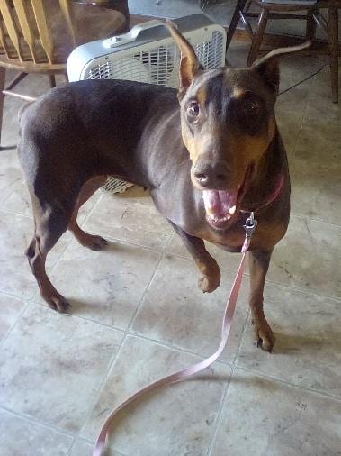 Photo of Dottie, adoptable Doberman Pinscher in St. Charles, Missouri