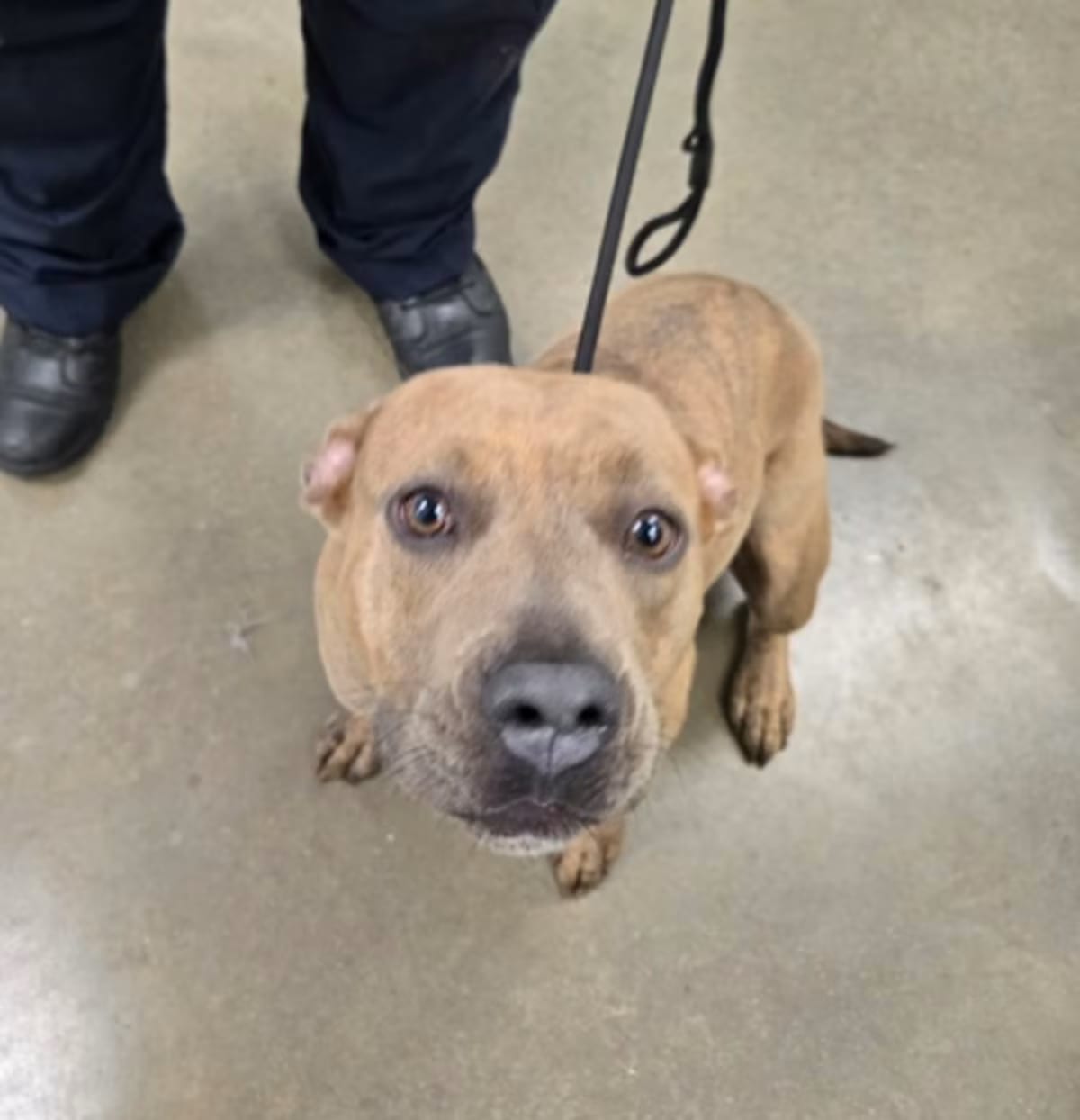 Photo of Salsa, adoptable American Pit Bull Terrier in New Orleans, Louisiana
