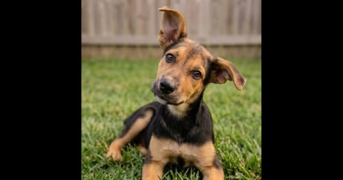 Photo of Juliet, adoptable Shepherd in Grovertown, Indiana