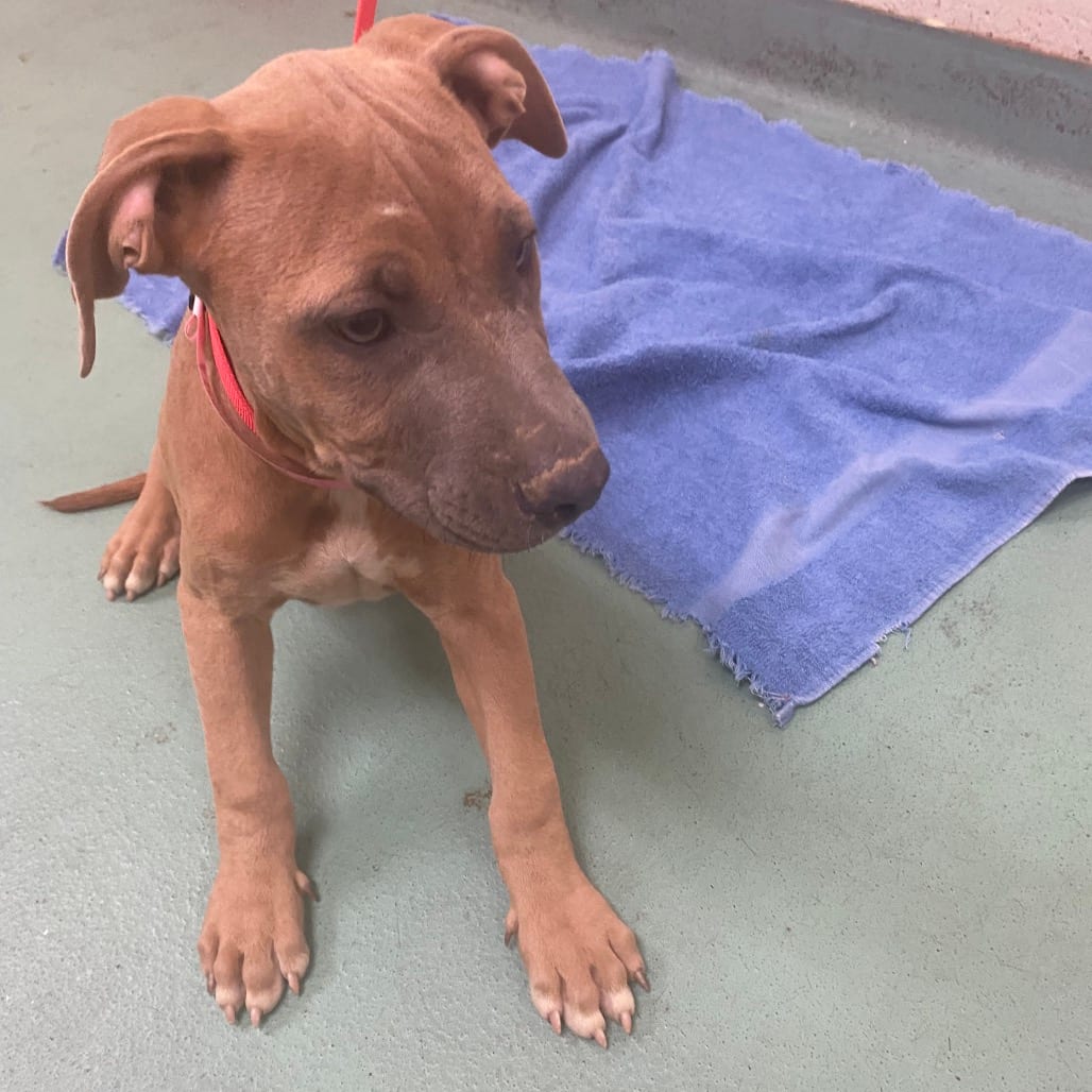 Photo of Endorphins, adoptable Mixed Breed (Small)