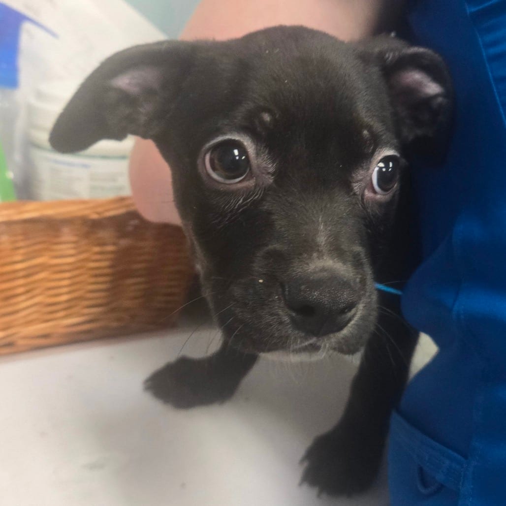 Photo of Stanley, adoptable Mixed Breed (Small) in Milton, Florida