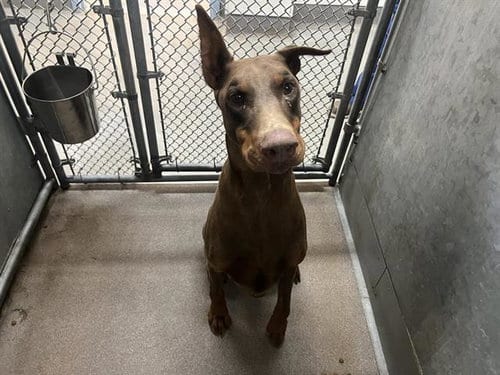 Photo of Chai, adoptable Doberman Pinscher in HESPERIA, California