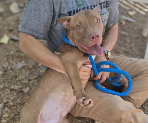 Photo of Fall, adoptable American Pit Bull Terrier in Albuquerque, New Mexico