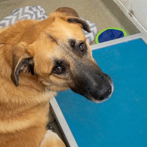 Photo of Tank, adoptable Anatolian Shepherd in St Louis, Missouri