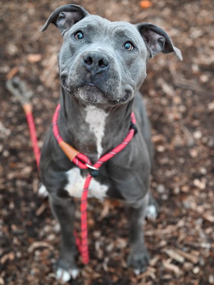 Photo of Bueller, adoptable dog in Chamblee, Georgia