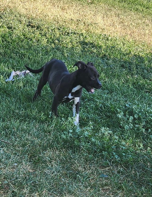Photo of Isa, adoptable Unknown breed (short coat) in Fort Collins, Colorado