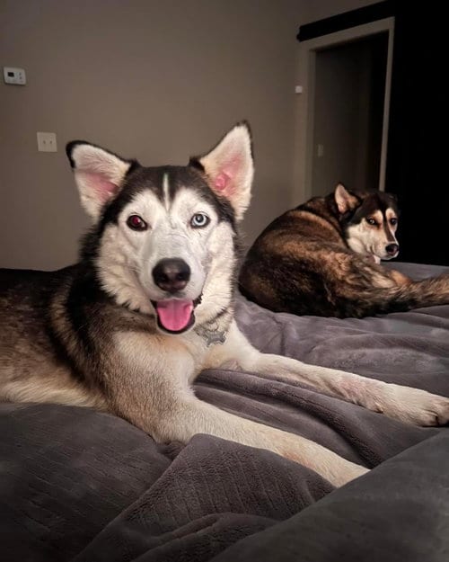 Photo of Onyx, adoptable Siberian Husky in Roswell, Georgia