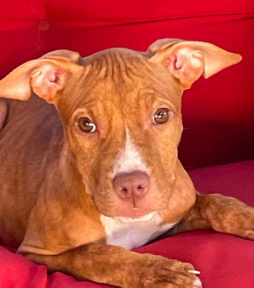 Photo of Thelma 2026, adoptable Pit Bull Terrier in Wenonah, New Jersey