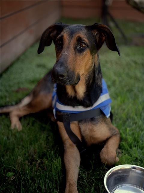 Photo of Mia, adoptable Doberman Pinscher in Los Angeles, California