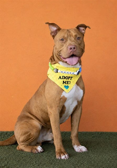 Photo of Moose, adoptable American Pit Bull Terrier in Miami, Florida