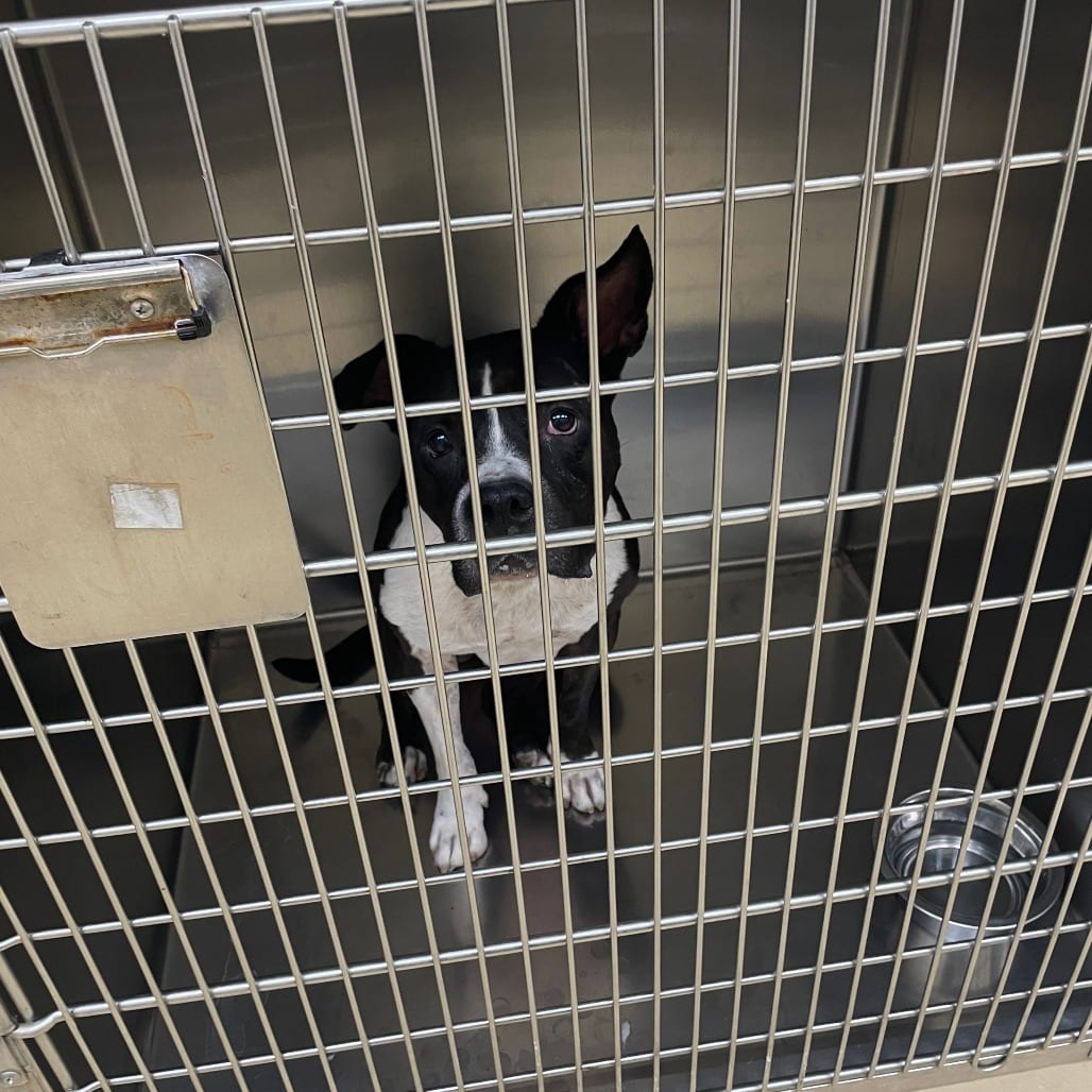 Photo of Ponyo, adoptable Mixed Breed (Medium) in Winston-Salem, North Carolina