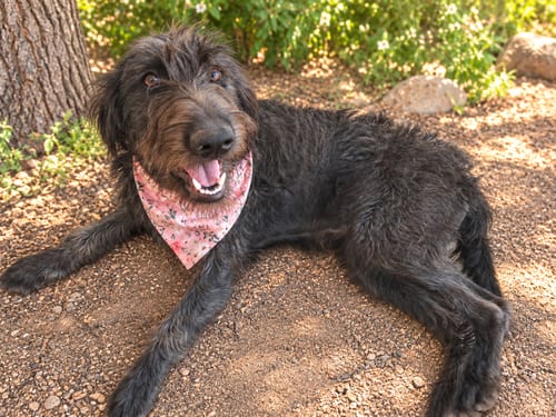 Photo of Red, adoptable Poodle (Standard) in Phoenix, Arizona