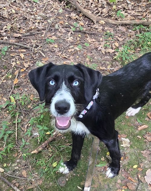 Photo of Lucy May, adoptable Terrier in Berwick, Pennsylvania