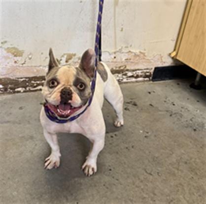 Photo of Gilda, adoptable French Bulldog in Camarillo, California