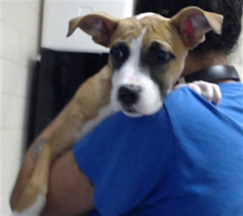 Photo of A435059, adoptable Labrador Retriever in Fayetteville, North Carolina