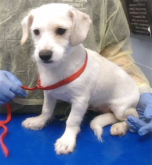 Photo of Salt, adoptable Cairn Terrier in Phoenix, Arizona