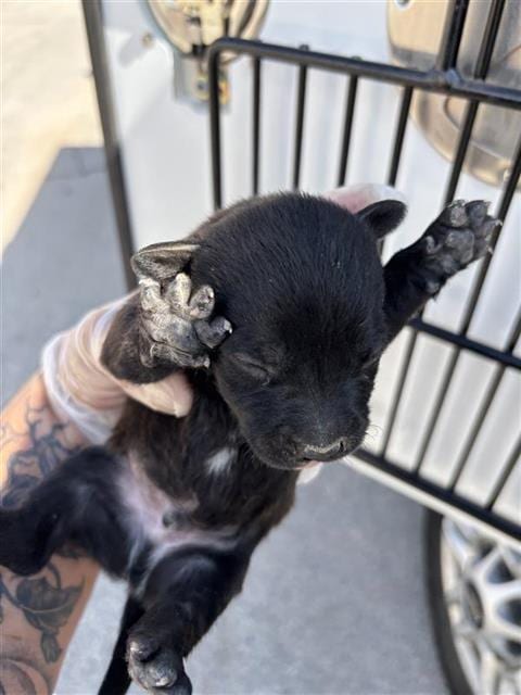 Photo of A663595, adoptable Pit Bull Terrier in Houston, Texas
