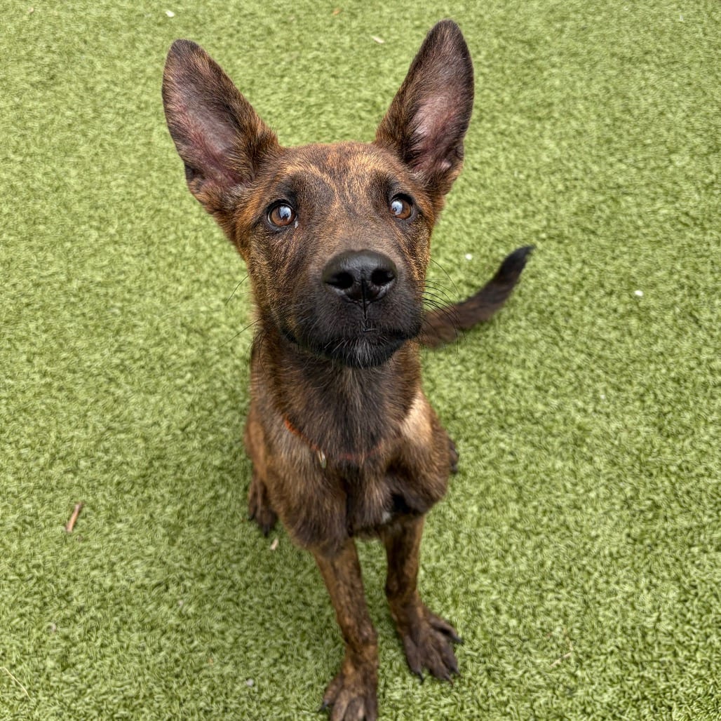 Photo of Keelie, adoptable Shepherd / Mixed Breed (Small) in Binghamton, New York
