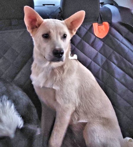 Photo of Elsa, adoptable Carolina Dog in Rutherfordton, North Carolina