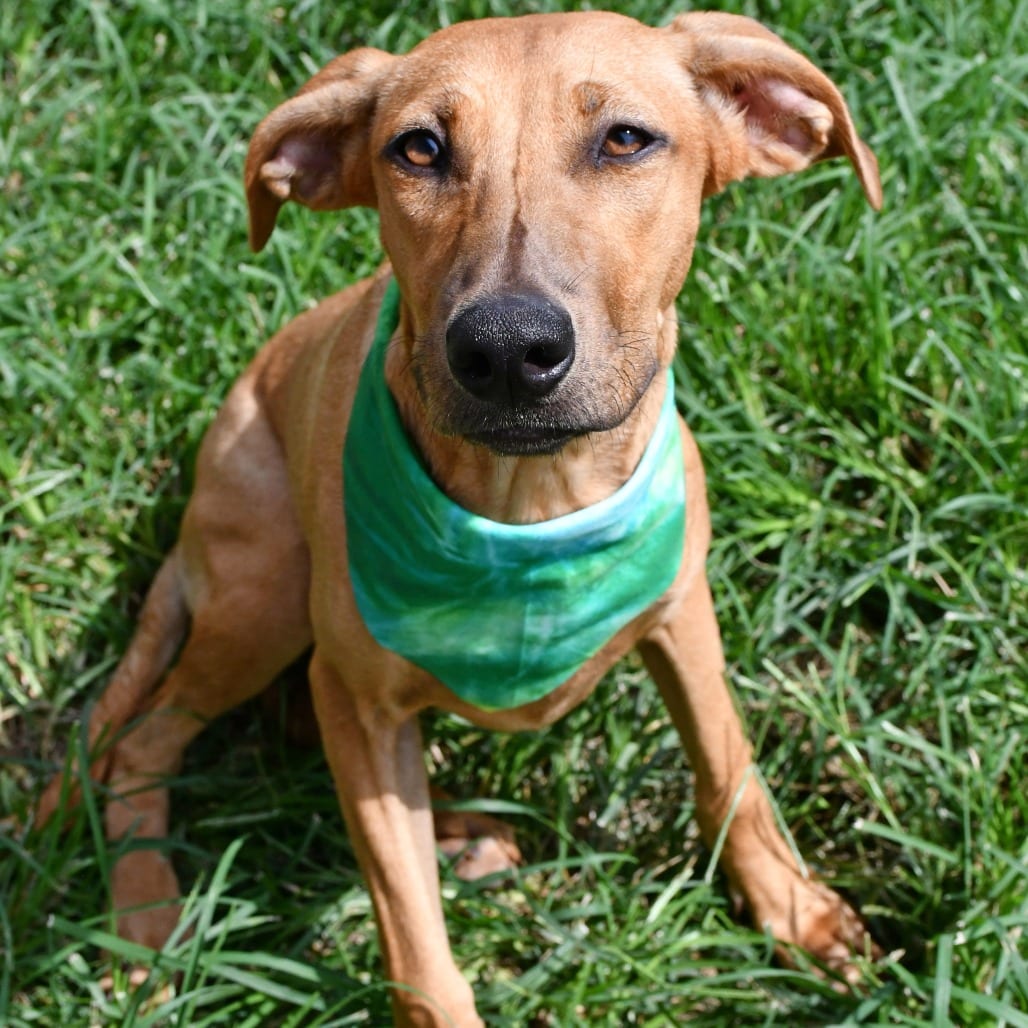 Photo of Punkin Spice, adoptable Pinscher, Doberman / Mix in Beaumont, Texas