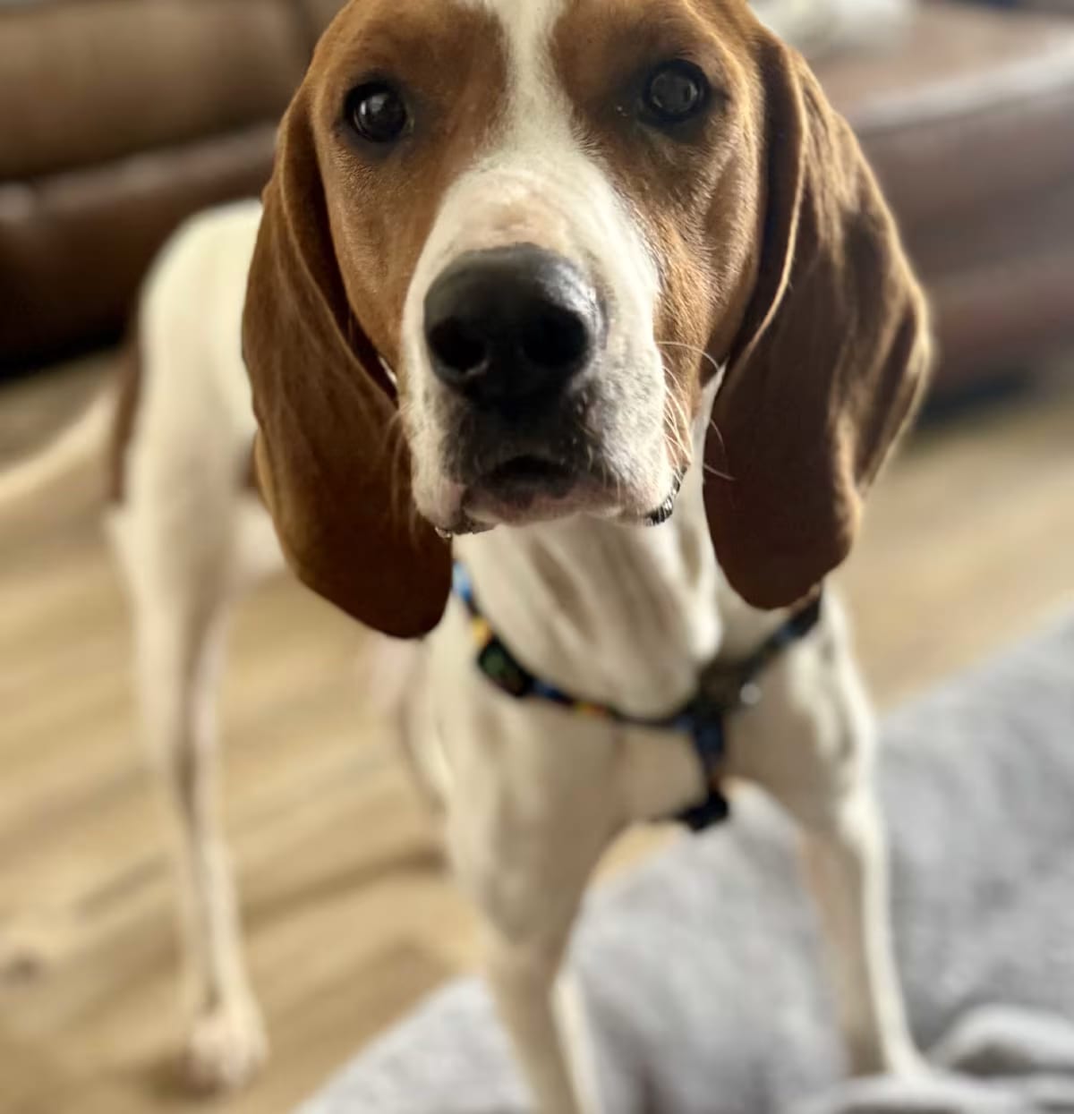 Photo of Mango, adoptable Treeing Walker Coonhound in Matthews, North Carolina