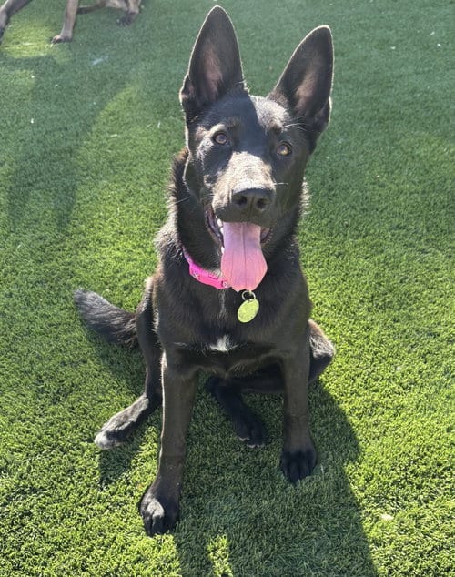 Photo of Katt, adoptable German Shepherd Dog in Modesto, California