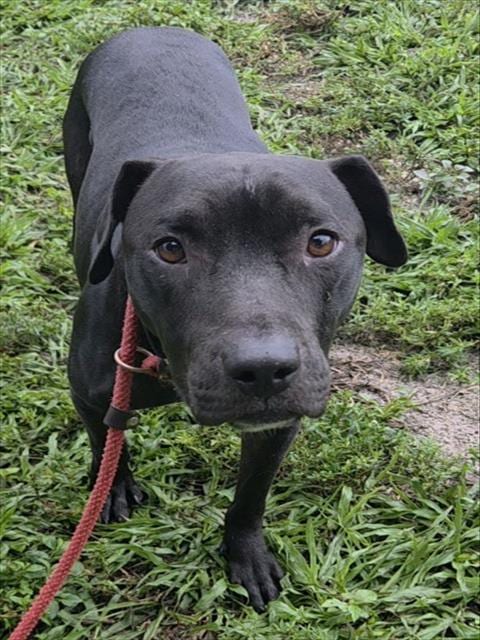 Photo of Dalton, adoptable American Staffordshire Terrier in Fort Lauderdale, Florida