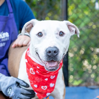 Photo of Bungalow, adoptable dog in Chamblee, Georgia