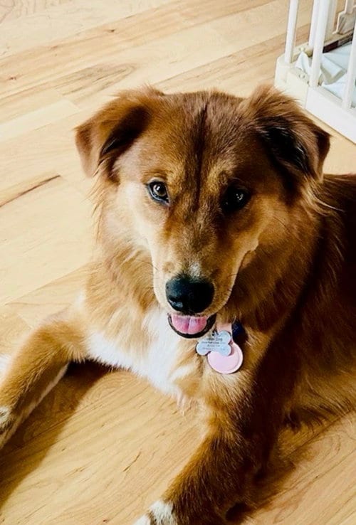 Photo of Marley, adoptable Golden Retriever in Tabernash, Colorado