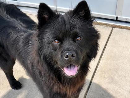 Photo of Katniss, adoptable dog in Georgetown, Texas