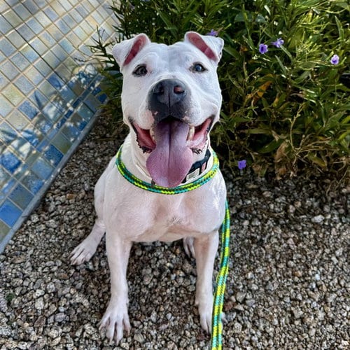 Photo of Remi, adoptable American Pit Bull Terrier in Mesa, Arizona