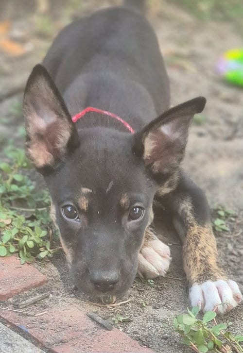 Photo of Skweekers, adoptable Labrador Retriever in The Woodlands, Texas