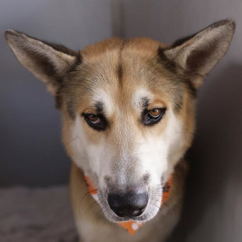 Photo of Junior, adoptable German Shepherd Dog in San Antonio, Texas