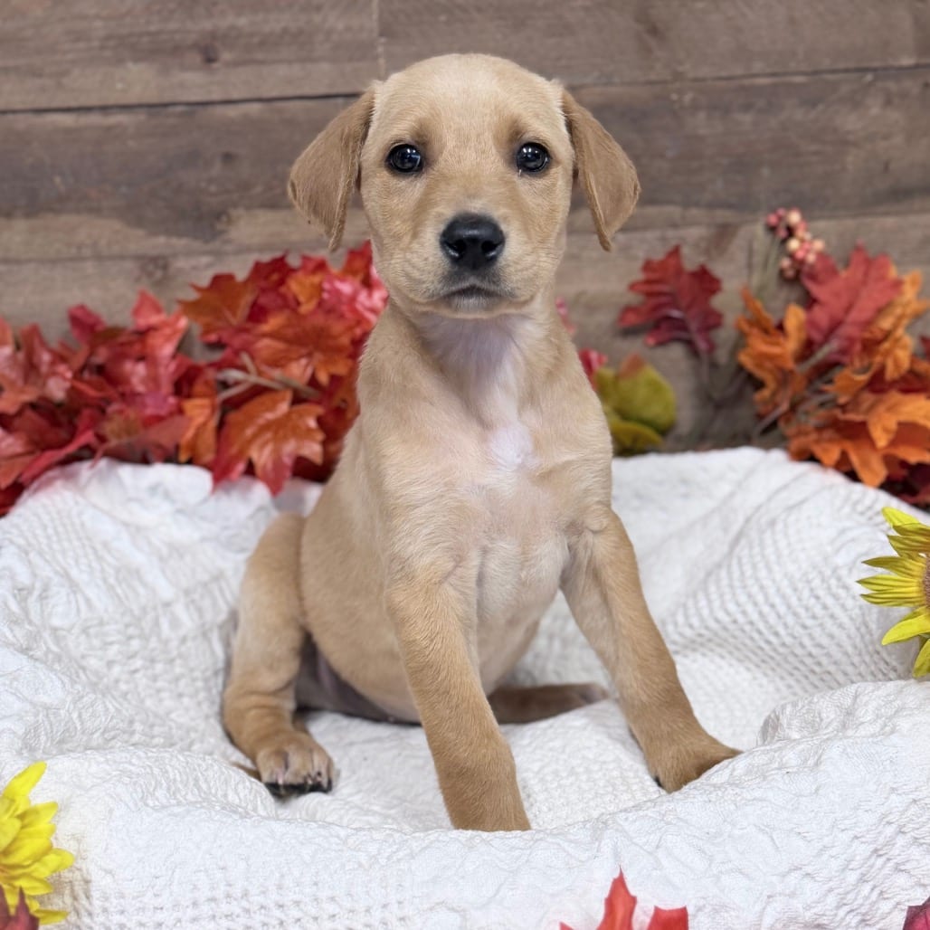 Photo of Tony, adoptable Mixed Breed (Medium) in Medford, Oregon