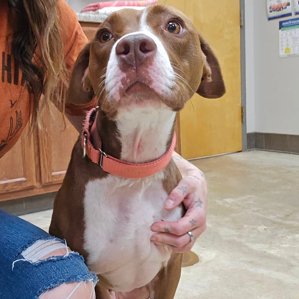 Photo of Pogo - 092502U_2, adoptable Pointer / Retriever, Labrador in Tupelo, Mississippi