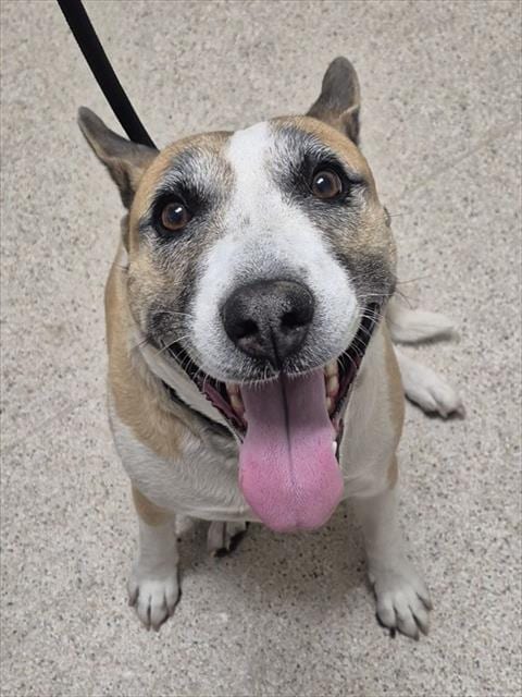 Photo of Sosha, adoptable German Shepherd Dog in Bakersfield, California