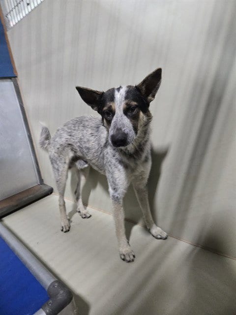 Photo of Reeses, adoptable Queensland Heeler in Bakersfield, California