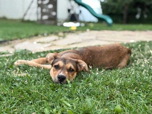 Photo of Rita, adoptable Pit Bull Terrier in MIDWAY, Utah