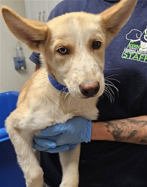 Photo of Rizzo, adoptable Husky in Bakersfield, California