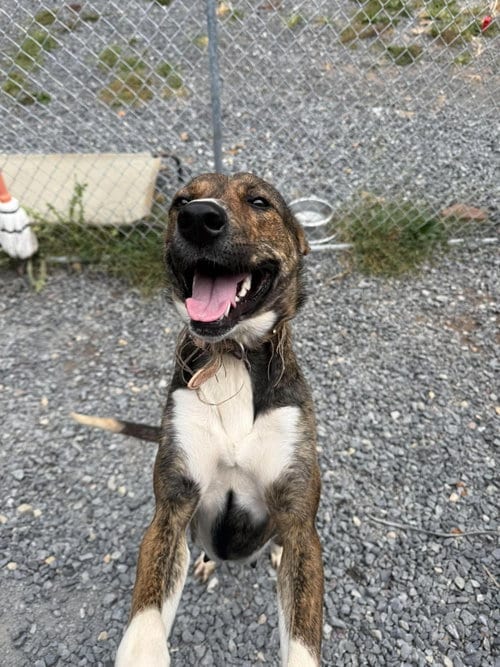 Photo of Lucy (3yo, 35Ibs), adoptable Hound in Hinton, West Virginia