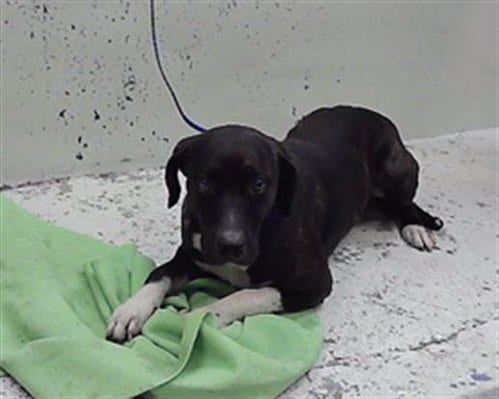 Photo of Ted, adoptable Staffordshire Bull Terrier in Houston, Texas