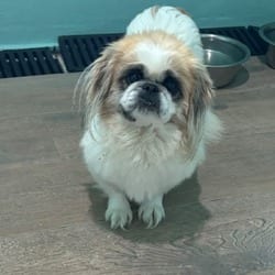 Photo of Lilah 0474, adoptable Pekingese in Loxahatchee, Florida