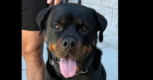 Photo of Bam, adoptable Rottweiler in Gilbert, Arizona