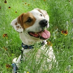 Photo of Wishbone JuM, adoptable Terrier (Unknown Type, Medium) Mixed Breed (Medium) in Hartford, Connecticut