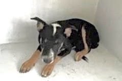 Photo of Senior German Shepherd Dog and Australian Cattle Dog, adoptable German Shepherd Dog and Australian Cattle Dog in Houston, Texas