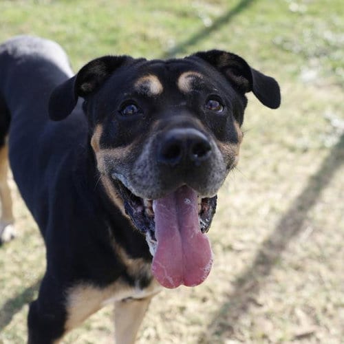 Photo of Aragorn, adoptable Doberman Pinscher in San Antonio, Texas