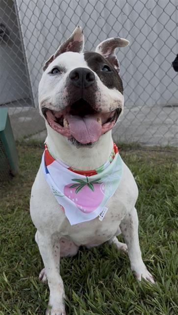 Photo of Peaches, adoptable Pit Bull Terrier in Rosenberg, Texas