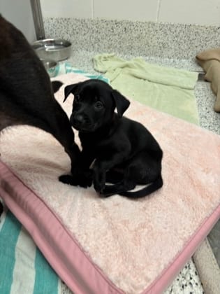 Photo of Limeade, adoptable dog in Atlanta, Georgia