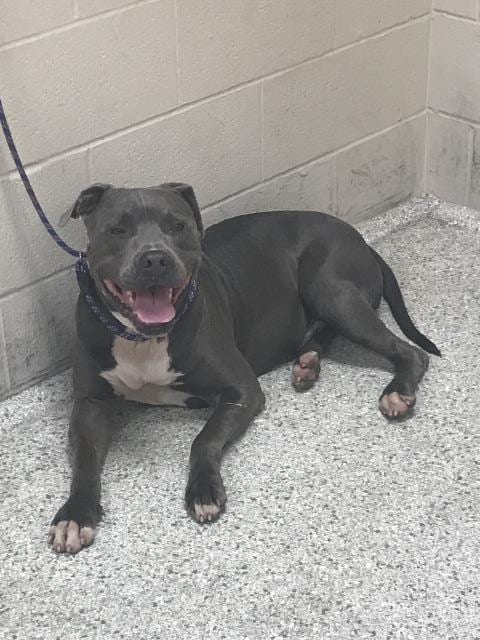 Photo of A432739, adoptable Pit Bull Terrier in Conroe, Texas