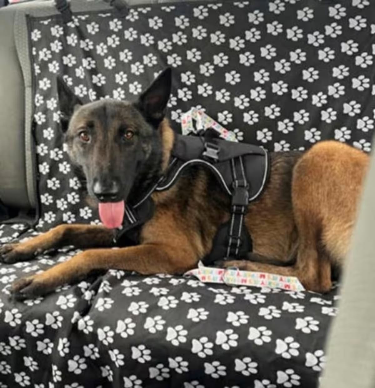 Photo of Niko, adoptable Belgian Malinois in Colorado Springs, Colorado